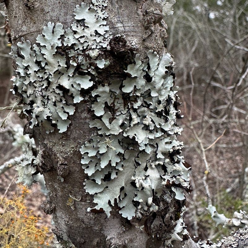 The Common Mistake Of Blaming Lichen The Common Mistake Of Blaming Lichen