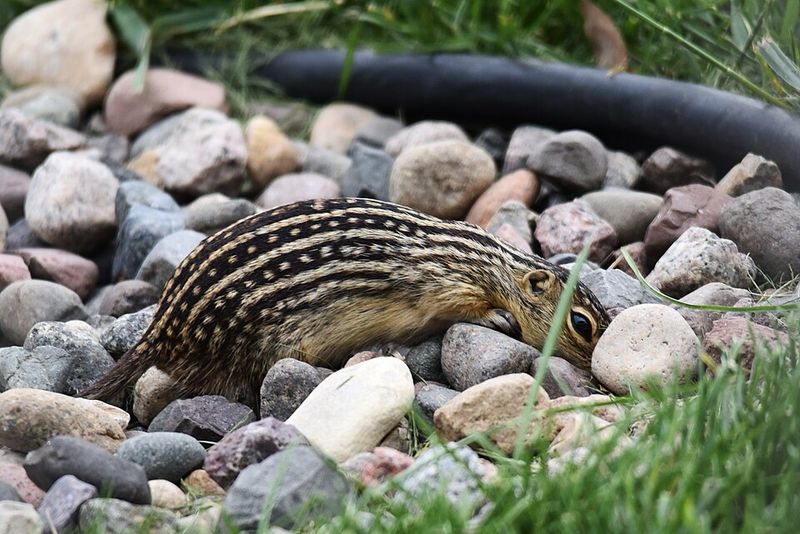 The Common Mistake Of Flooding Or Filling Burrows The Common Mistake Of Flooding Or Filling Burrows