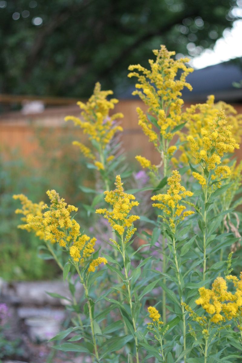 The Common Mistake Of Pulling The Wrong Plant The Common Mistake Of Pulling The Wrong Plant