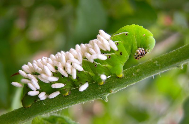 The Common Mistake Of Removing A Marked Caterpillar