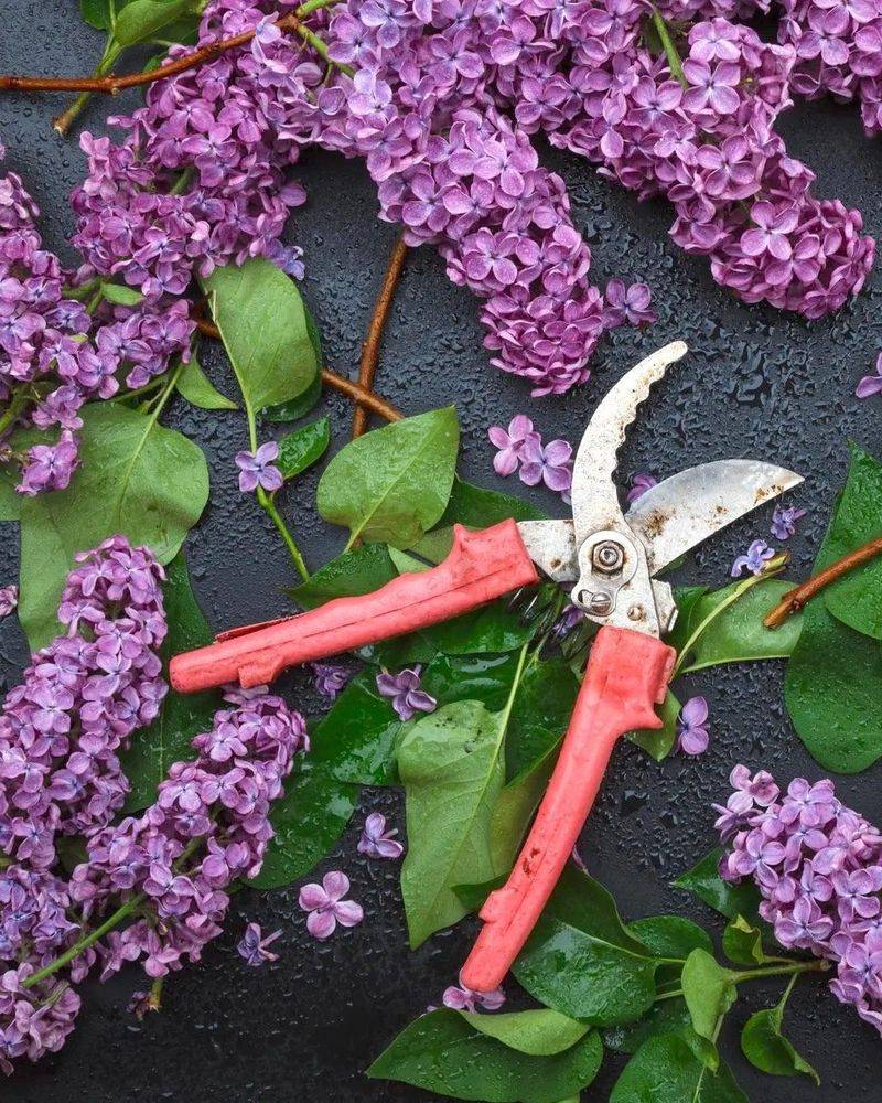 The Common Mistake That Trims Away Next May's Flowers The Common Mistake That Trims Away Next May's Flowers