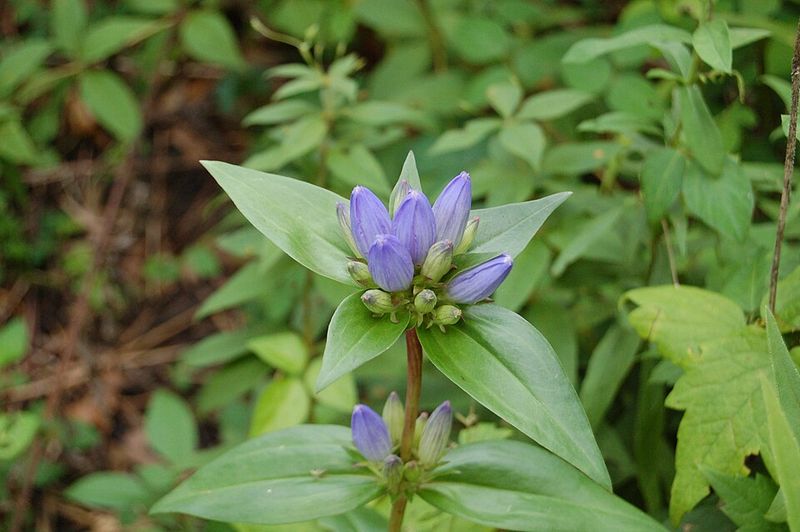 The Common Mix-Up With Buds That Look Stuck