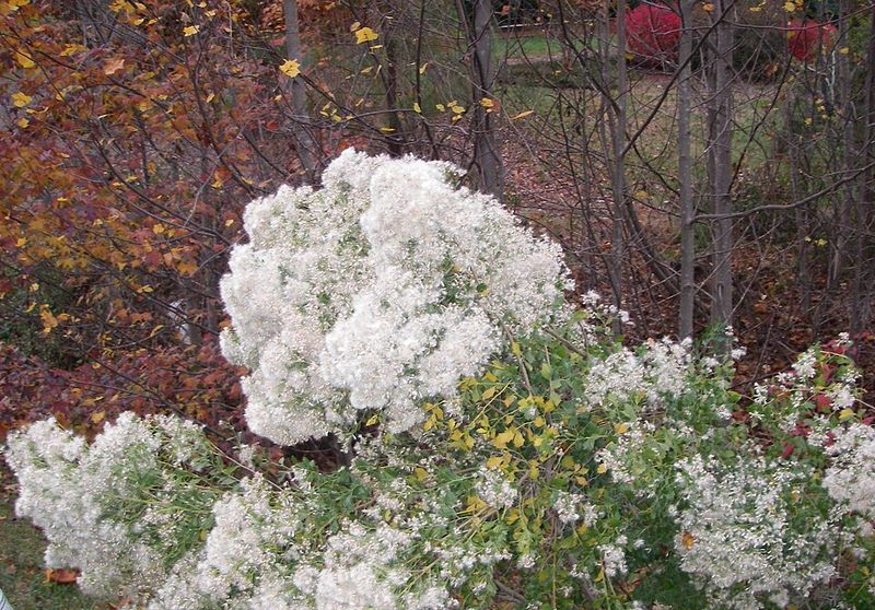 The Common Mix-Up With Frost Or Fungus