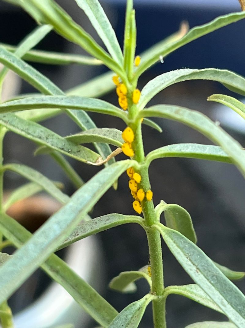 The Common Pest And Fungal Troubles Worth Watching For