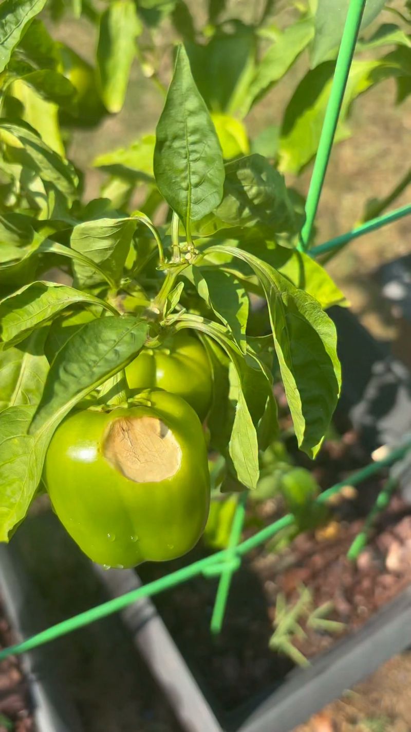 The Common September Mistake Of Letting Fruit Hang Too Long