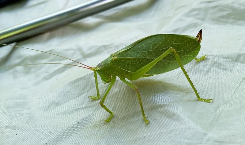 The Common True Katydid Behind The Noise The Common True Katydid Behind The Noise