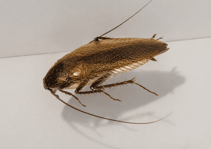 The Compound Researchers Tested On Insects