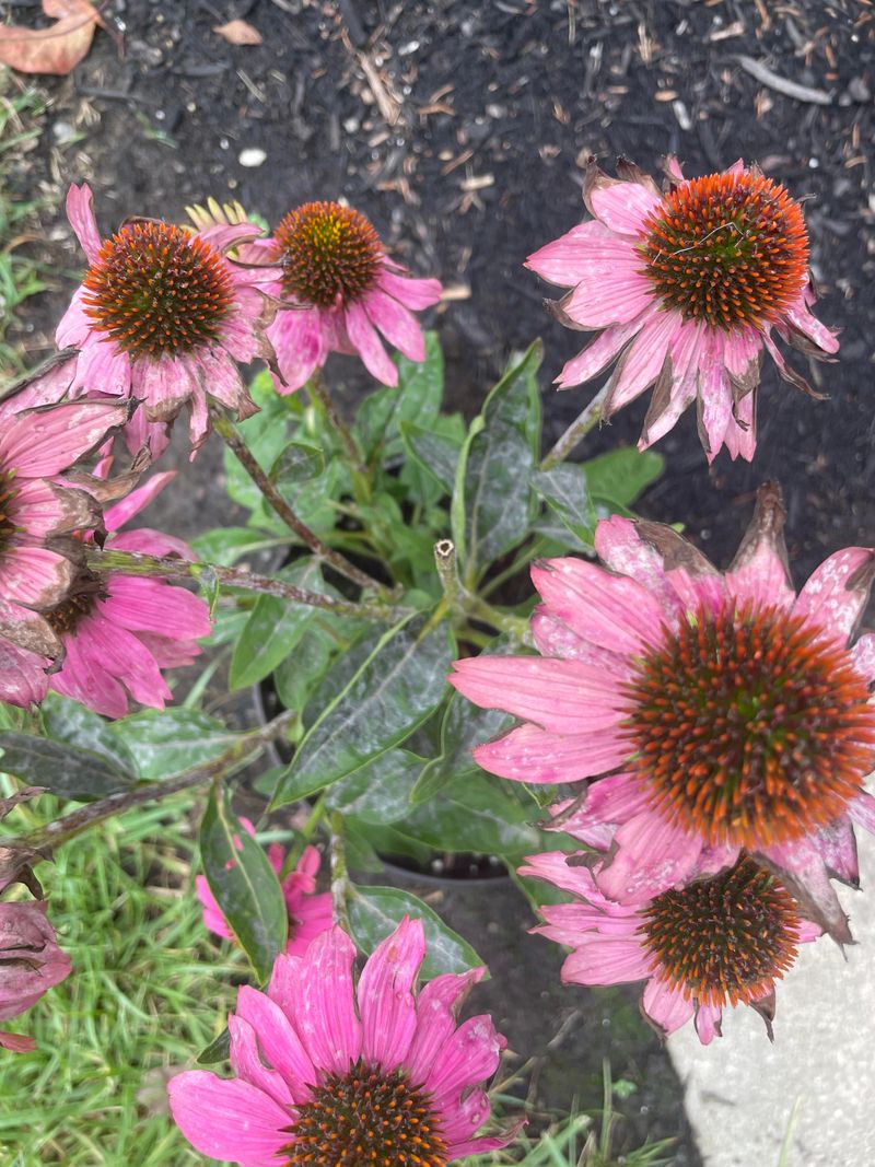 The Cool Nights And Warm Days Behind That White Dust The Cool Nights And Warm Days Behind That White Dust