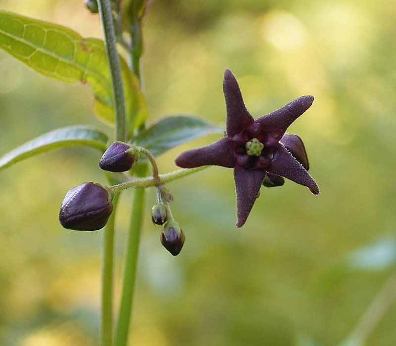 The Copycat Climber Fooling Monarch Butterflies