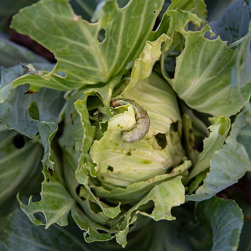 The Crops It Targets The Crops It Targets