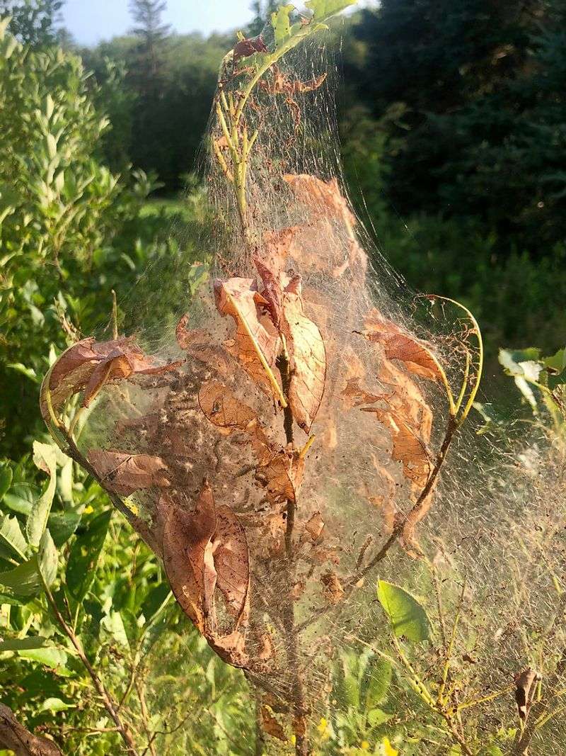 The Damage Usually Starts At The Outer Branches