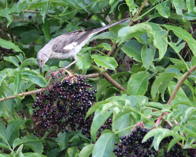 The Dark Berries Are Valuable To Wildlife The Dark Berries Are Valuable To Wildlife