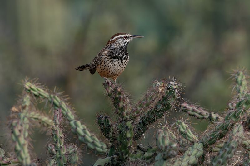 The Desert Structure Cactus Wrens Use The Desert Structure Cactus Wrens Use