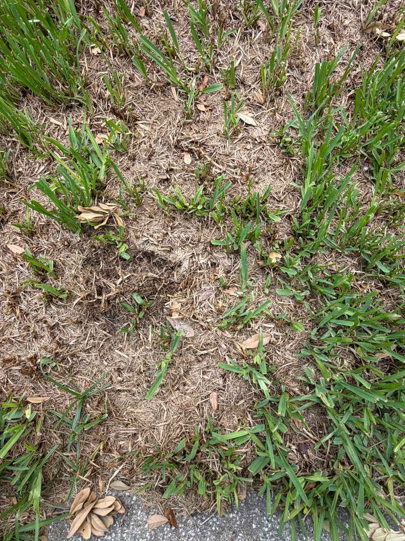 The Drought Mix-Up That Costs Homeowners Weeks The Drought Mix-Up That Costs Homeowners Weeks