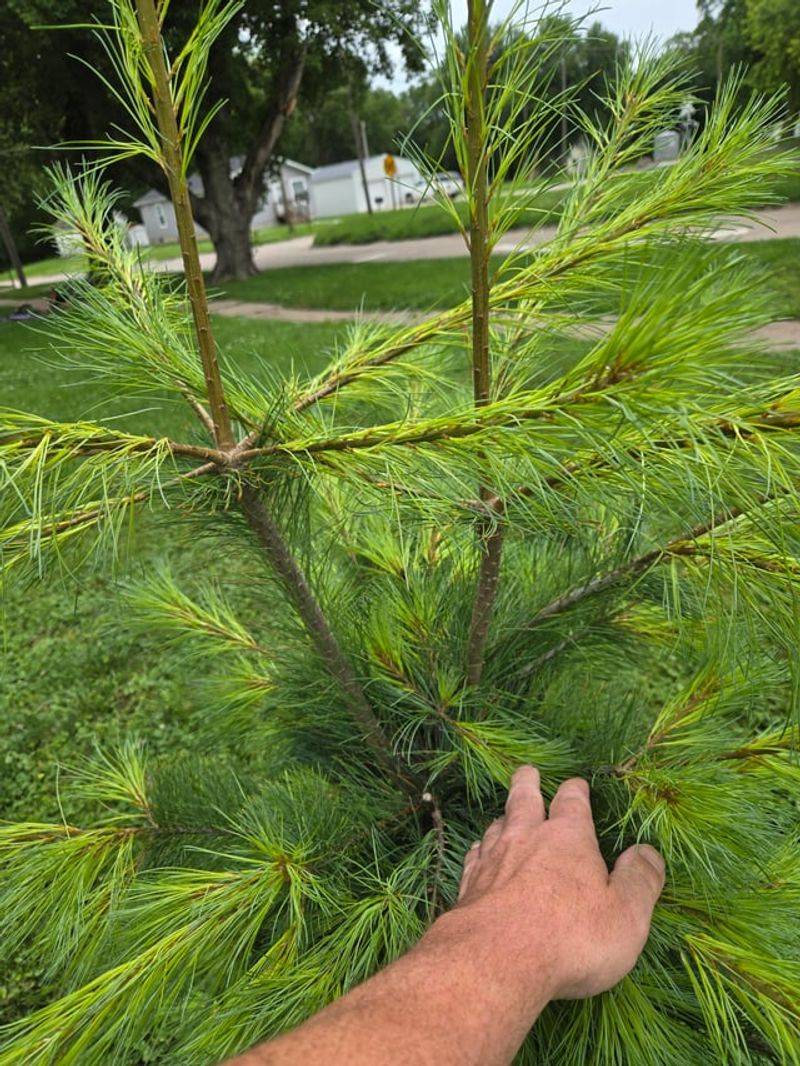 The Early Care Trick Strong Pines Need The Early Care Trick Strong Pines Need