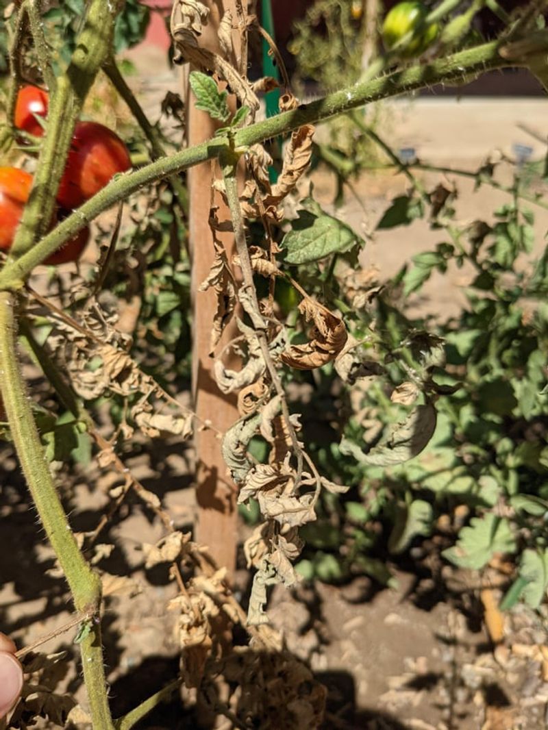 The Early Cleanup Mistake Many Gardeners Make