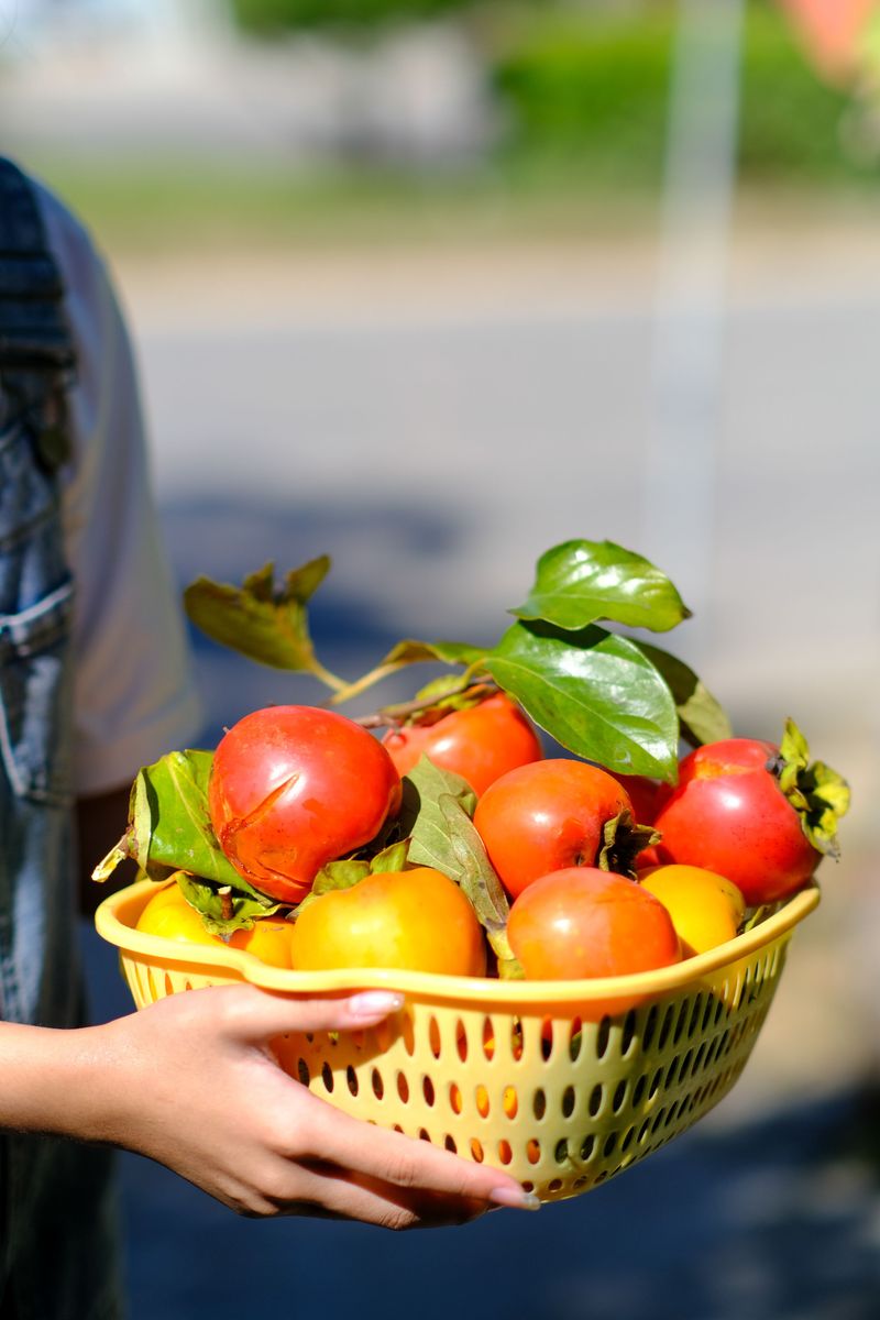 The Early Harvest Mistake Most Foragers Regret The Early Harvest Mistake Most Foragers Regret