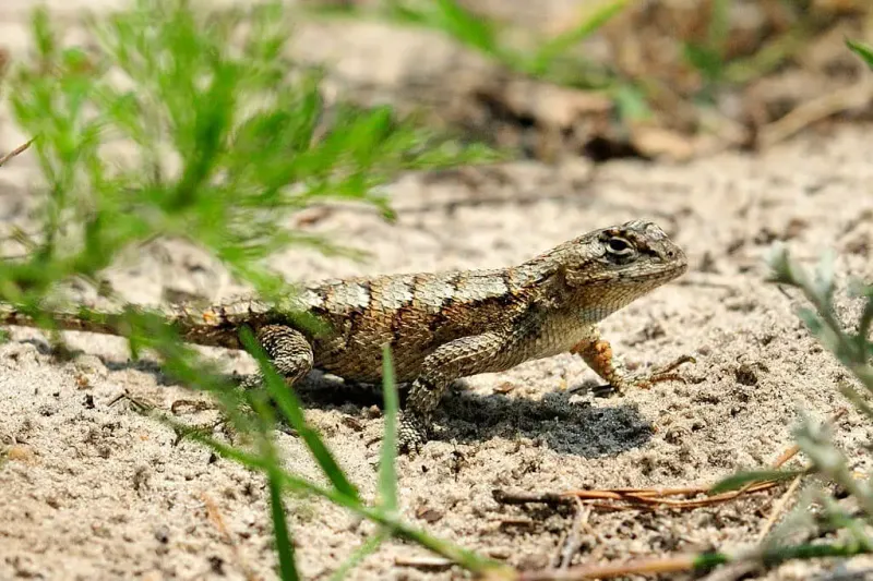 The Eastern Fence Lizard Is A Common Georgia Native The Eastern Fence Lizard Is A Common Georgia Native