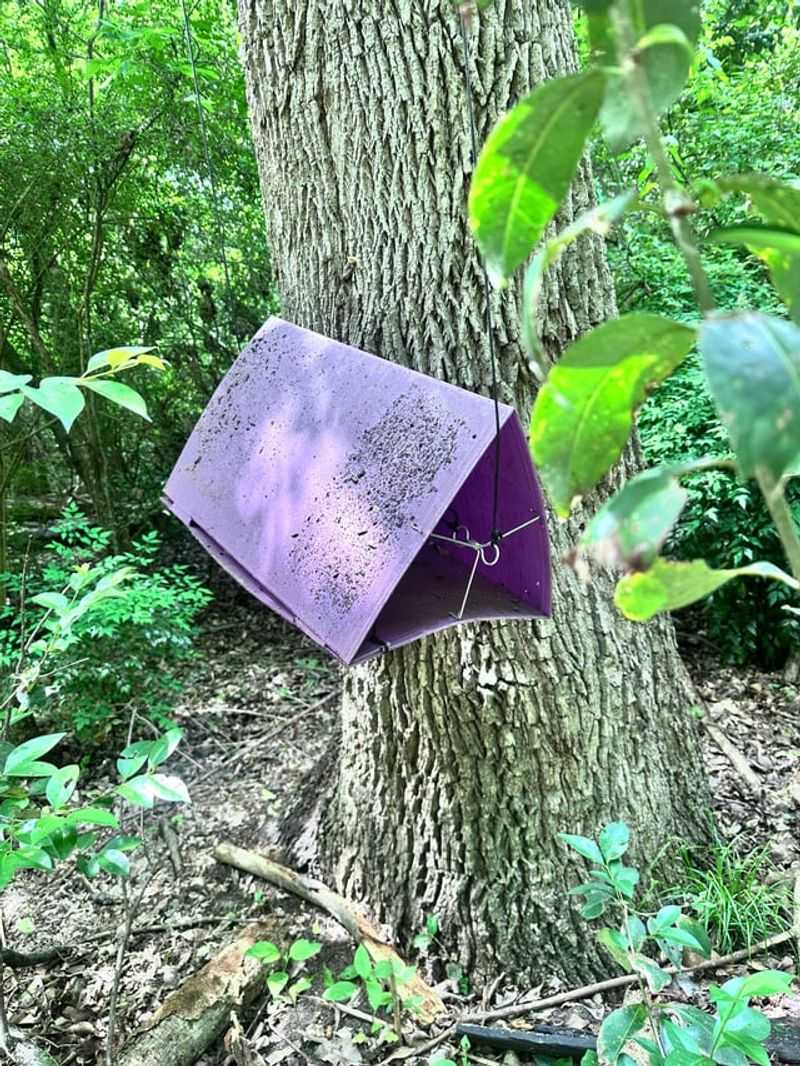 The Emerald Ash Borer Behind Those Sticky Panels