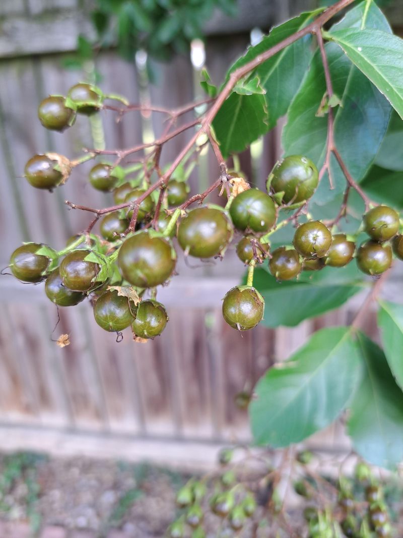 The Energy Trade Off Happening Inside The Tree Right Now