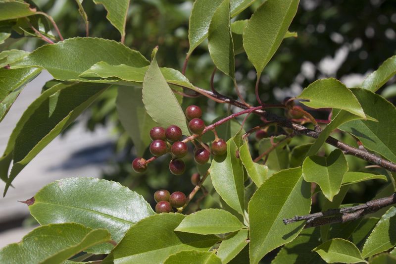 The Escarpment Black Cherry