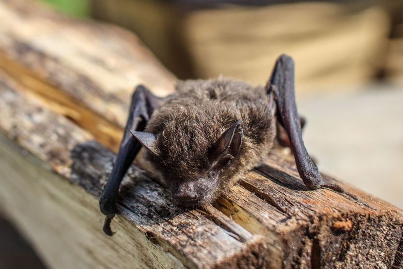 The Evening Bat Is A Southeastern Regular Far From Home