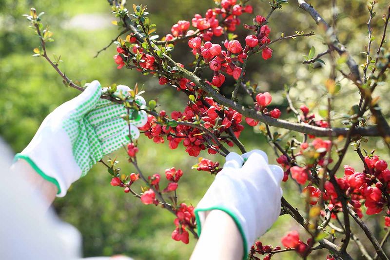 The Fall Cleanup Trim That Erases Spring Color The Fall Cleanup Trim That Erases Spring Color