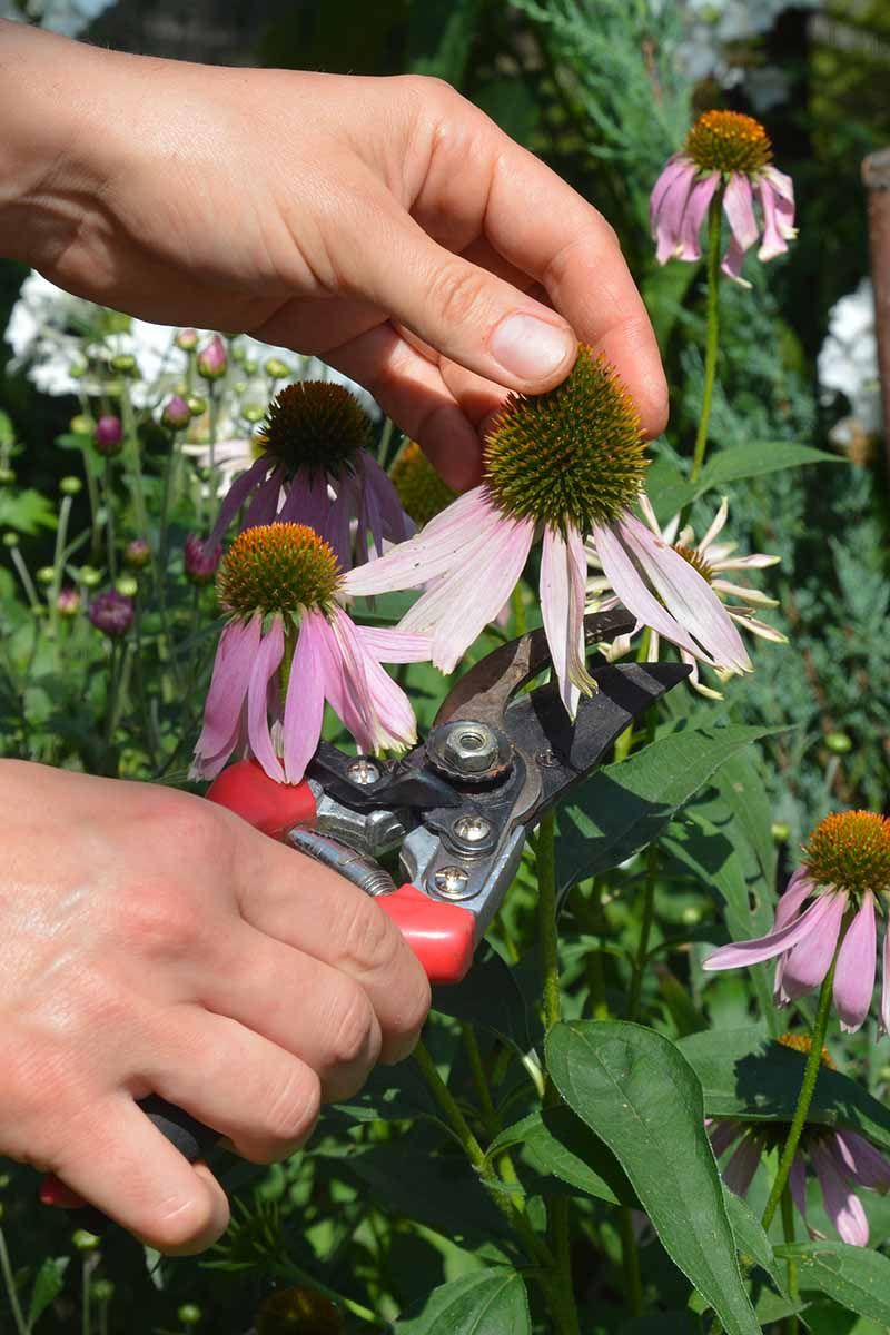 The Fall Cutback Can Remove More Than Faded Flowers