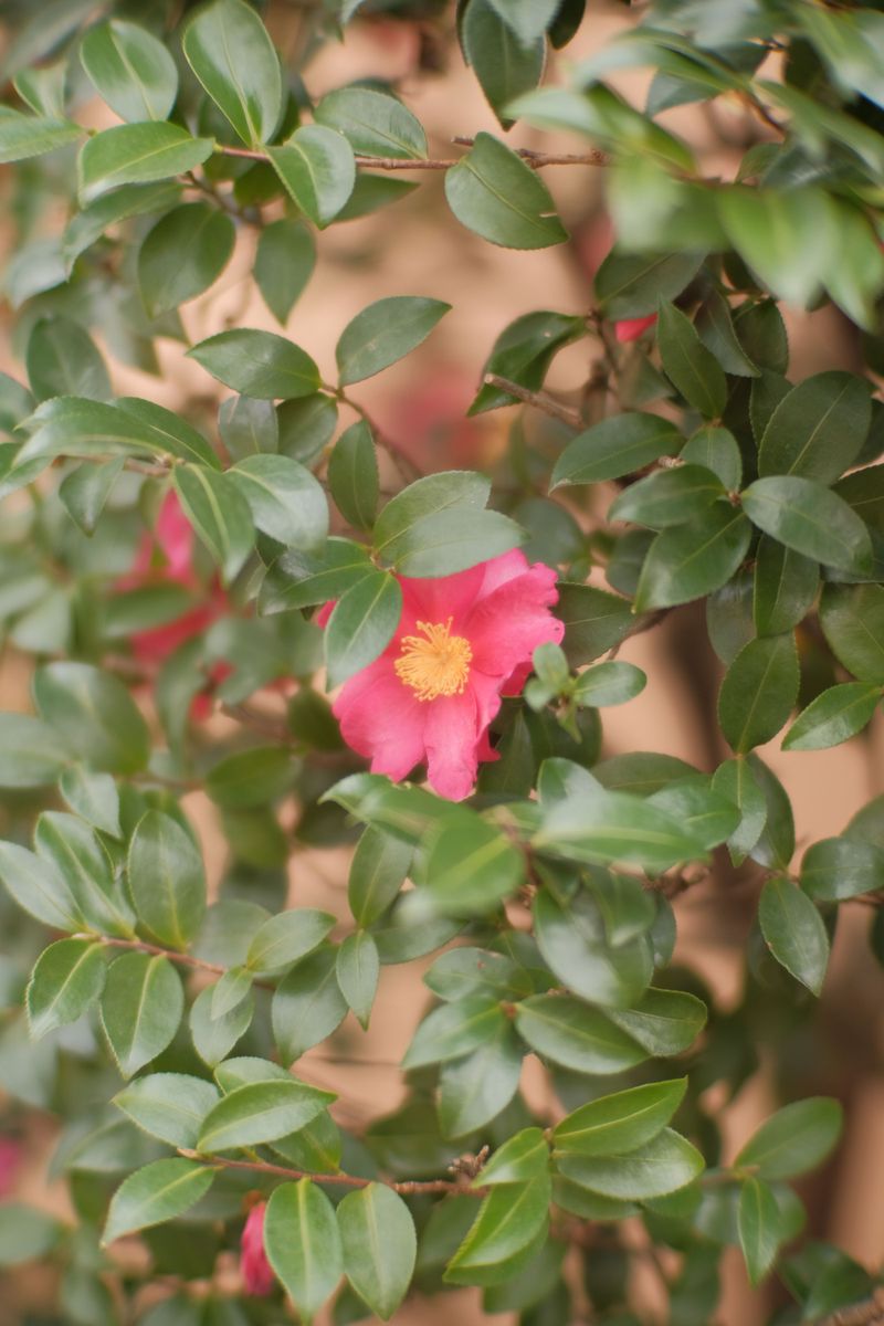 The Fall-Flowering Side Of The Camellia Family