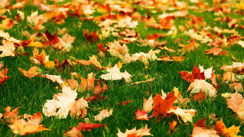 Keep Up These Fall Lawn Habits For Thicker Spring Grass