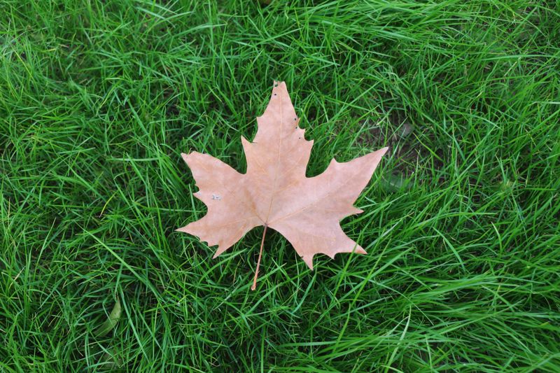 Reset Your Lawn Before Fall Gets Too Cold