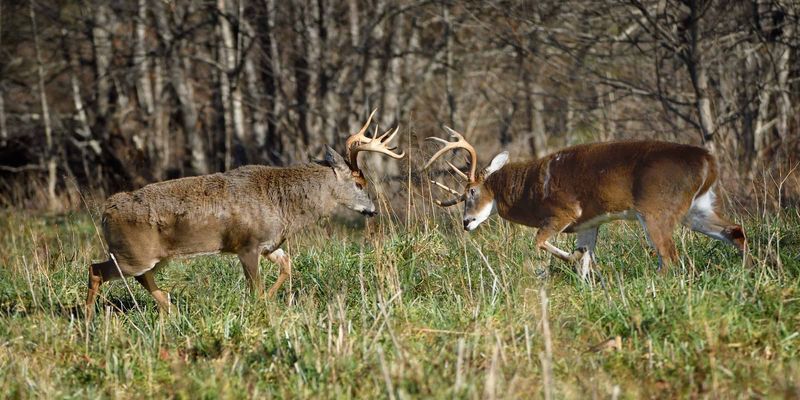 The Fall Rut Changes Deer Behavior The Fall Rut Changes Deer Behavior