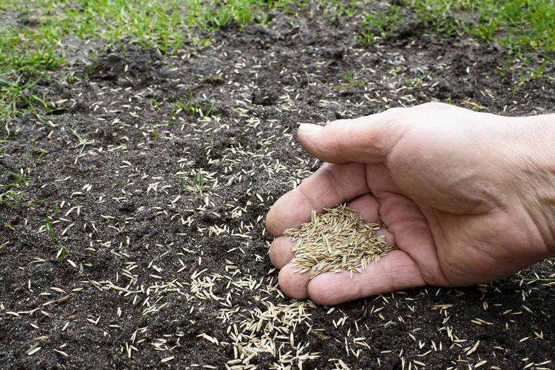 The Fall Seeding Clock Is Running Out The Fall Seeding Clock Is Running Out