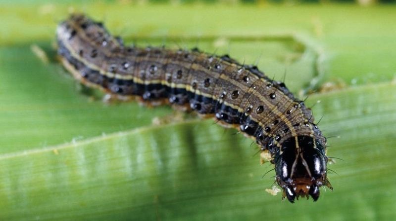 The Fast-Moving Caterpillar Hiding In Your Grass The Fast-Moving Caterpillar Hiding In Your Grass