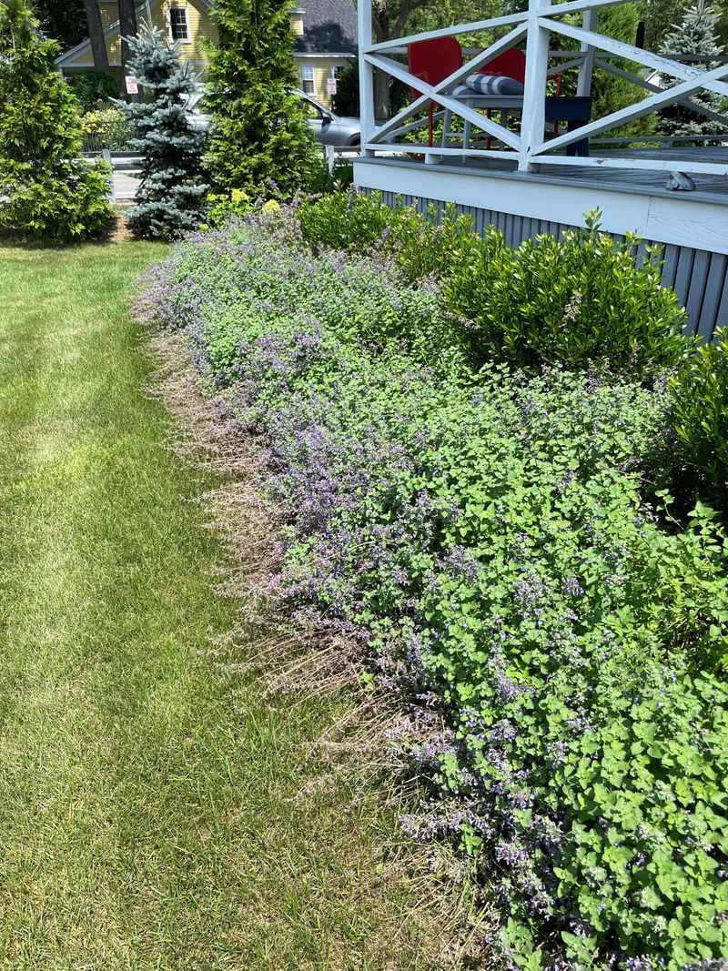 The Fence-Line Trick Behind Fewer Backyard Bites The Fence-Line Trick Behind Fewer Backyard Bites