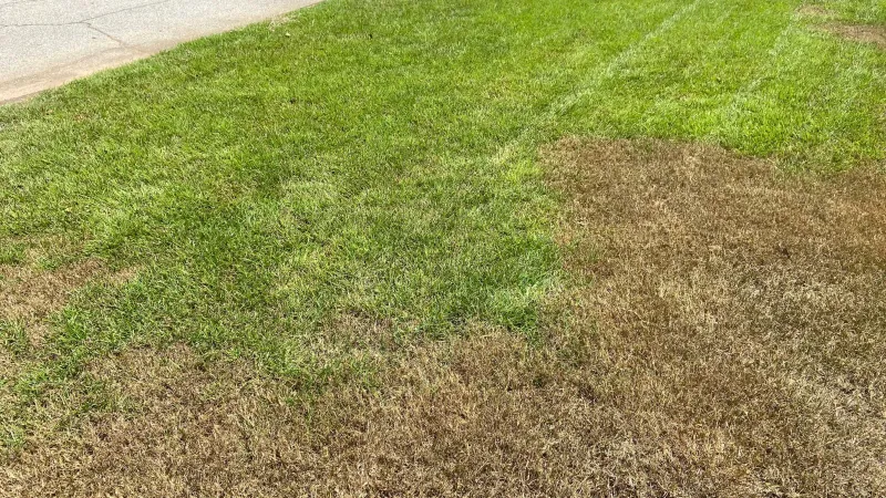 The First Damage Can Look Like Lawn Stress The First Damage Can Look Like Lawn Stress