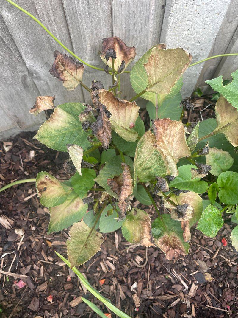 The First Frost Signals A Change In Dahlia Care