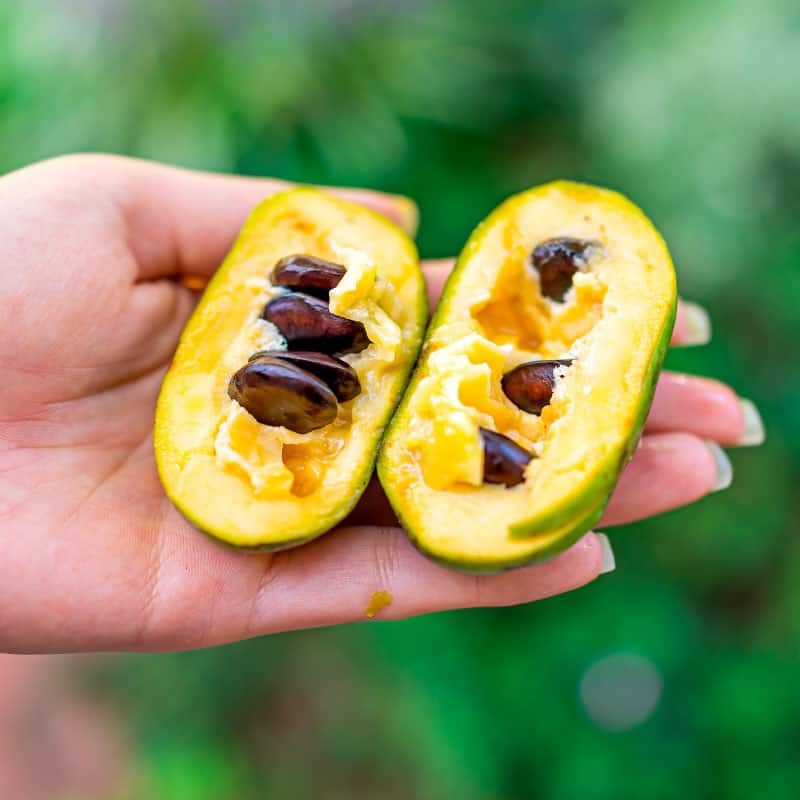 The Flavor That Makes Pawpaw So Unforgettable The Flavor That Makes Pawpaw So Unforgettable