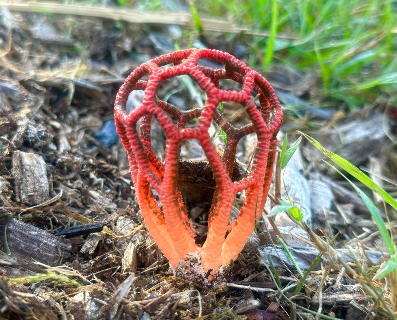 The Flies, The Slime, And The Clever Spore Trick