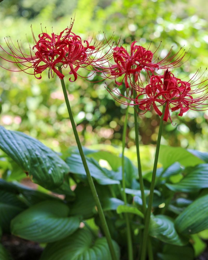 The Flowers Seem To Appear Out Of Nowhere The Flowers Seem To Appear Out Of Nowhere