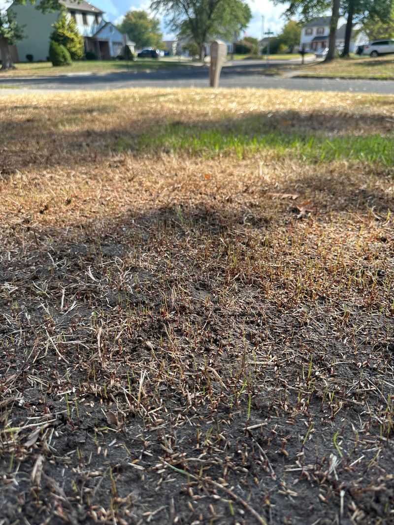 The Four-Week Stretch Most Missouri Lawns Depend On The Four-Week Stretch Most Missouri Lawns Depend On