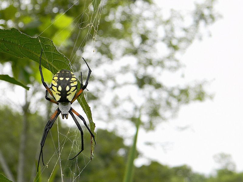 The Free Pest Control Service On Your Railing The Free Pest Control Service On Your Railing