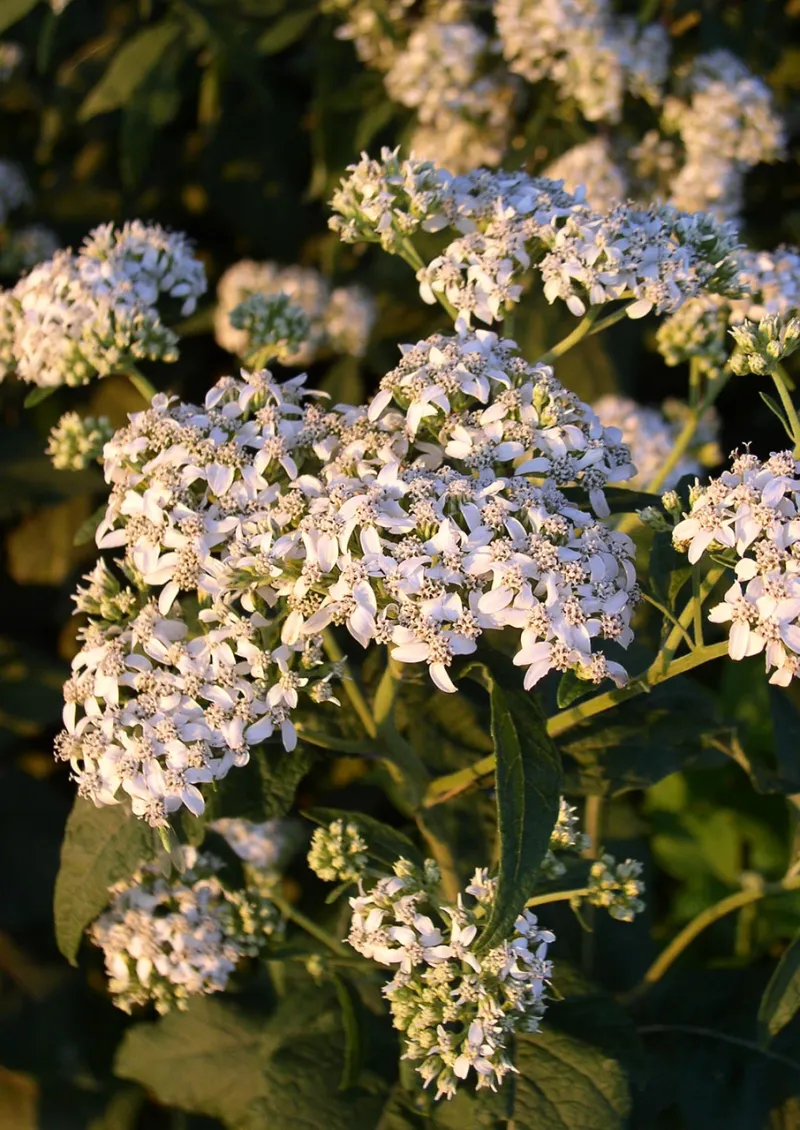 The "Frost Flowers" Behind Its Name The "Frost Flowers" Behind Its Name