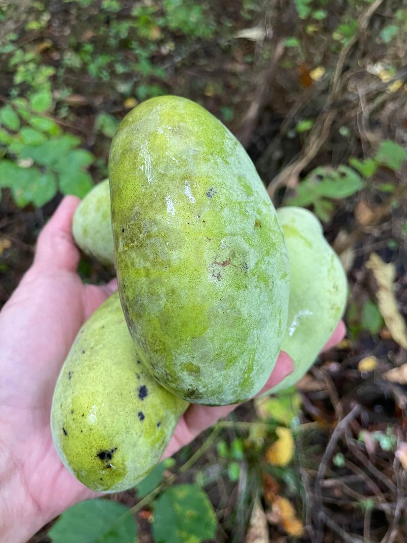 The Fruit Ripens In Late Summer And Spoils Fast