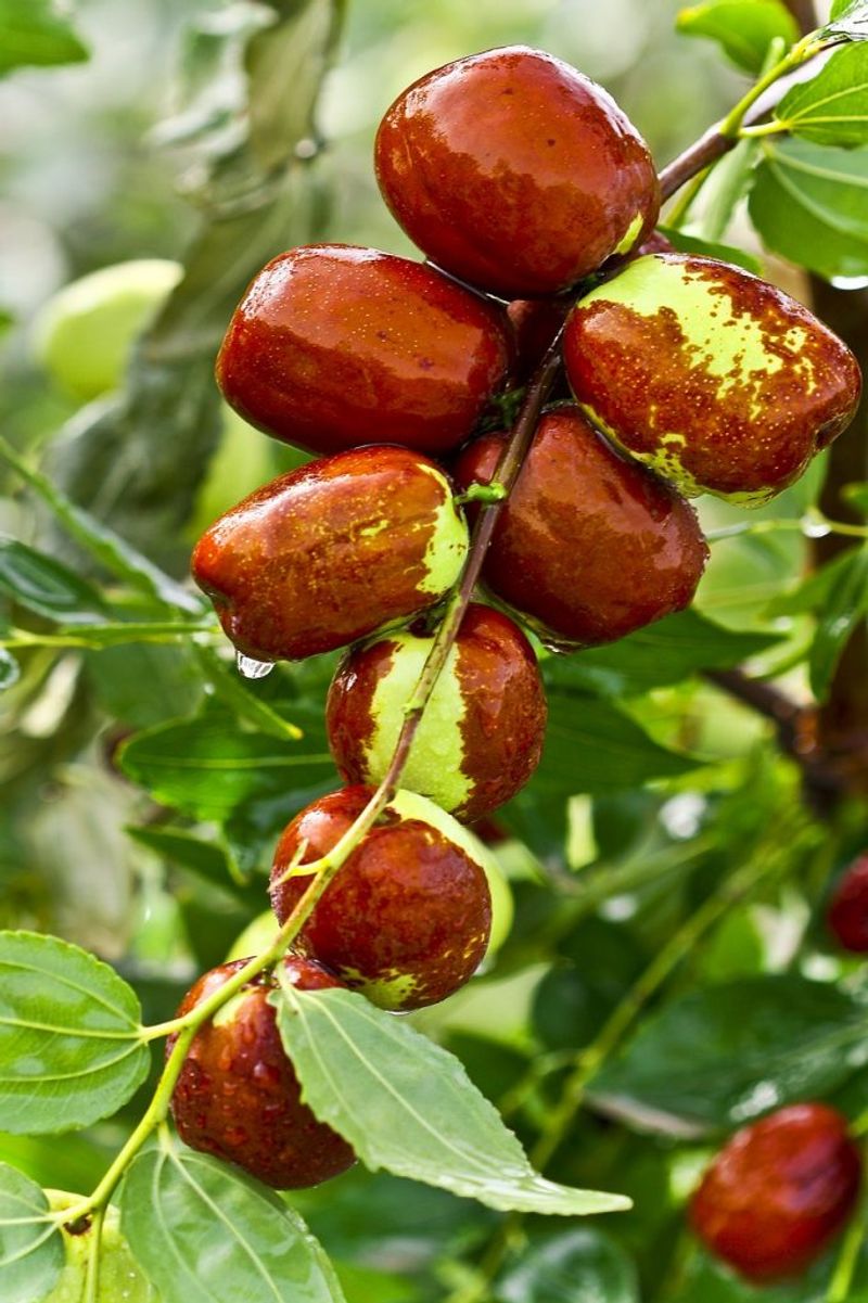 The Fruit Sweetens As It Ripens On The Tree
