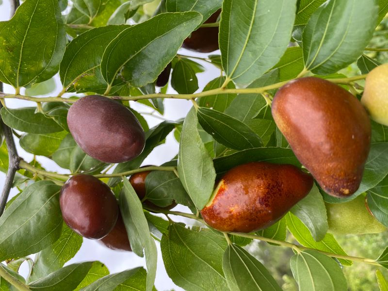 The Fruit Texture Changes As It Matures The Fruit Texture Changes As It Matures