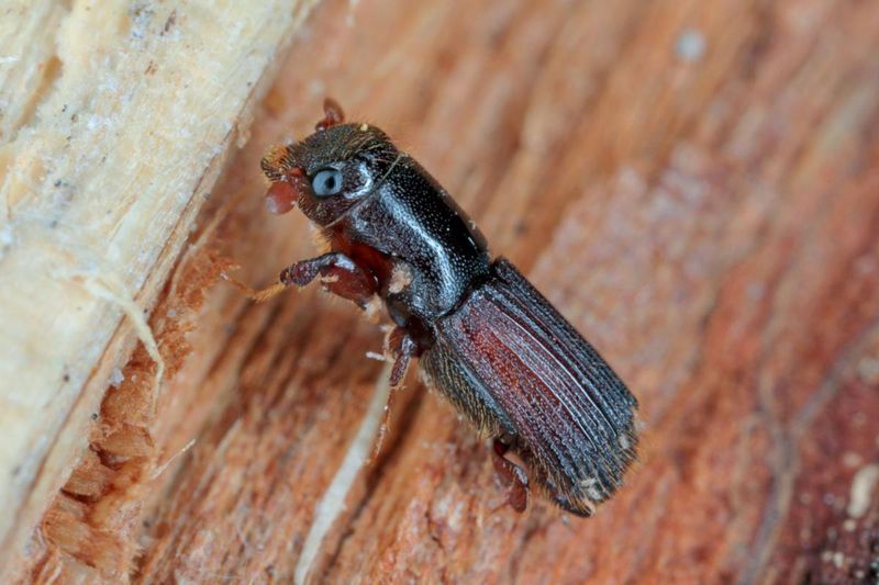 The Fungus And Its Beetle Partner The Fungus And Its Beetle Partner