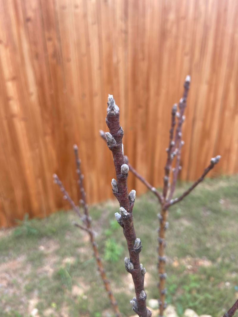 The Fungus Overwinters On Bark And Bud Scales