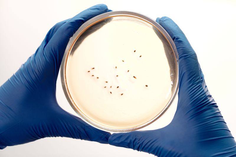 The Fussy Microbe Clogging The Plumbing The Fussy Microbe Clogging The Plumbing