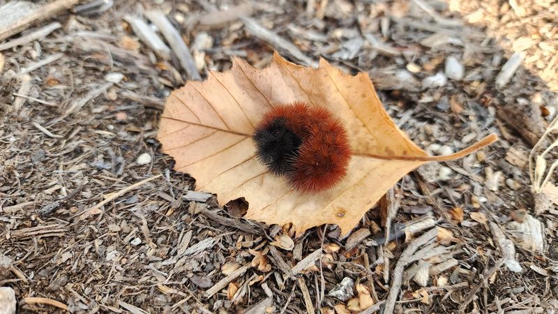 The Fuzzy Autumn Wanderer Crossing Your Driveway